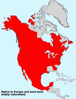 Yellow Salsify, Tragopogon dubius: Click image for full size map.